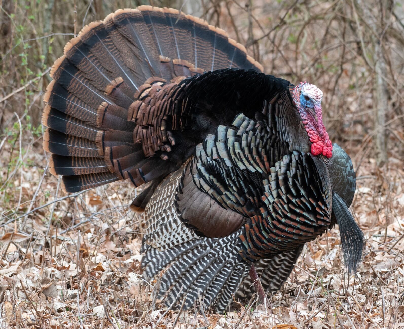 A spring tradition: Wild turkey season looms in Ohio