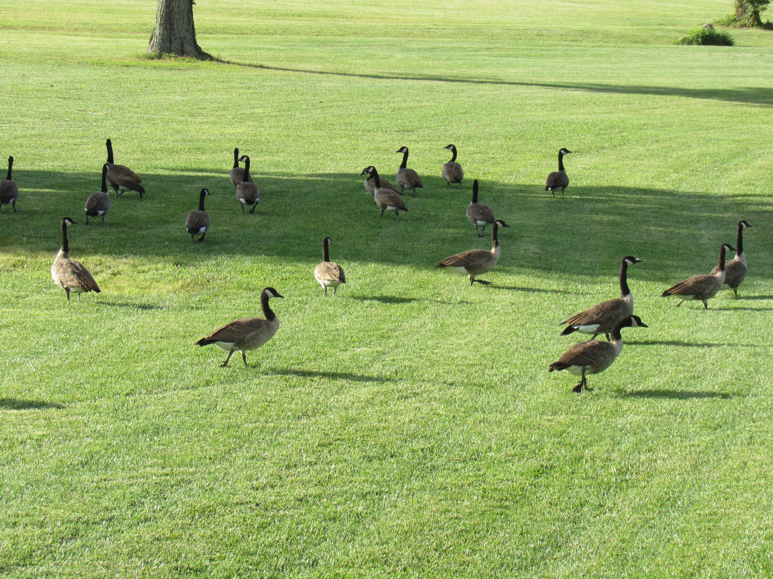 Open Source: Where did the geese at Ariel-Foundation Park go?