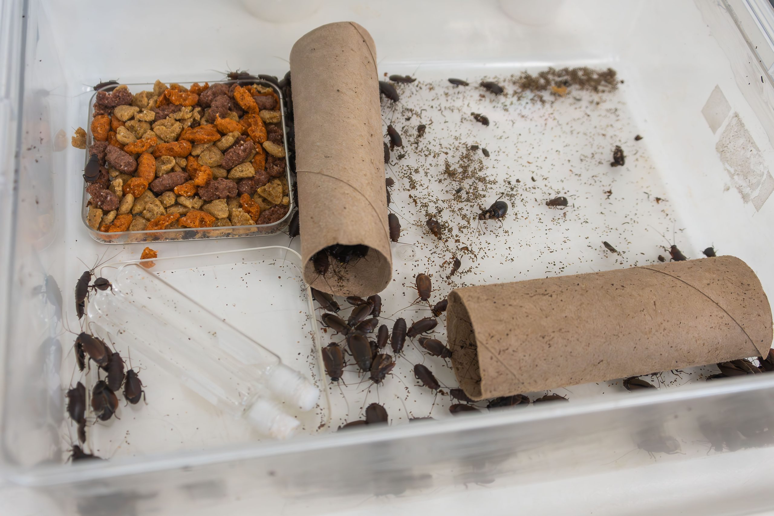 Cockroach Lab Rearing Ohio State Mansfield cockroach lab could help ID factors controlling ...