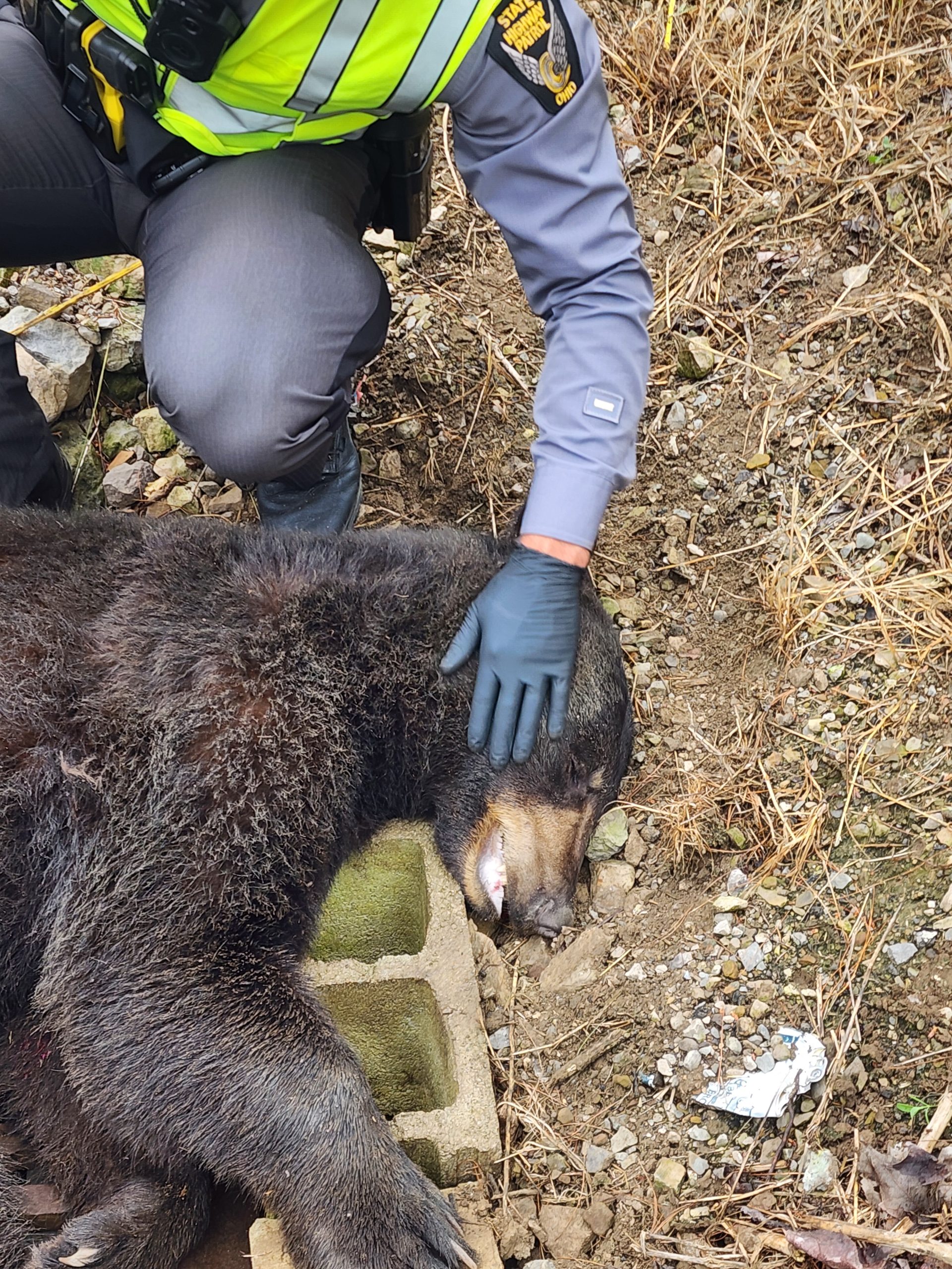 Black bear crash proves an unforgettable call for East Knox grad