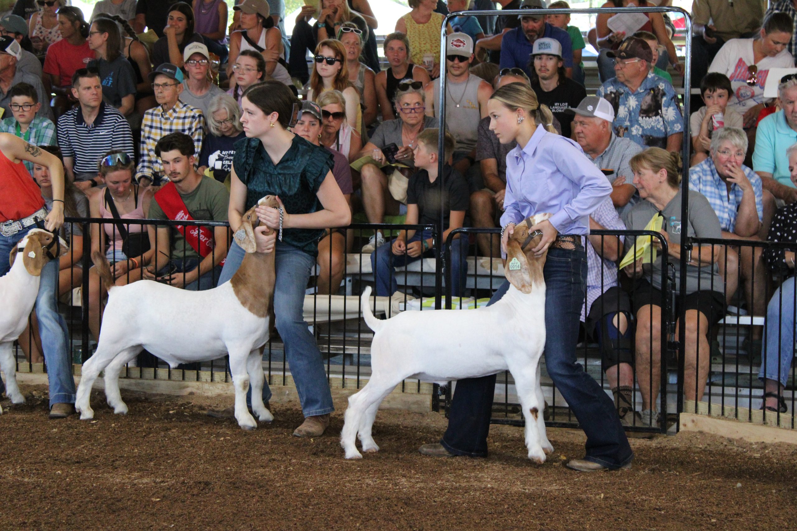 2025 Knox County Fair: News from the barnyard includes July 23