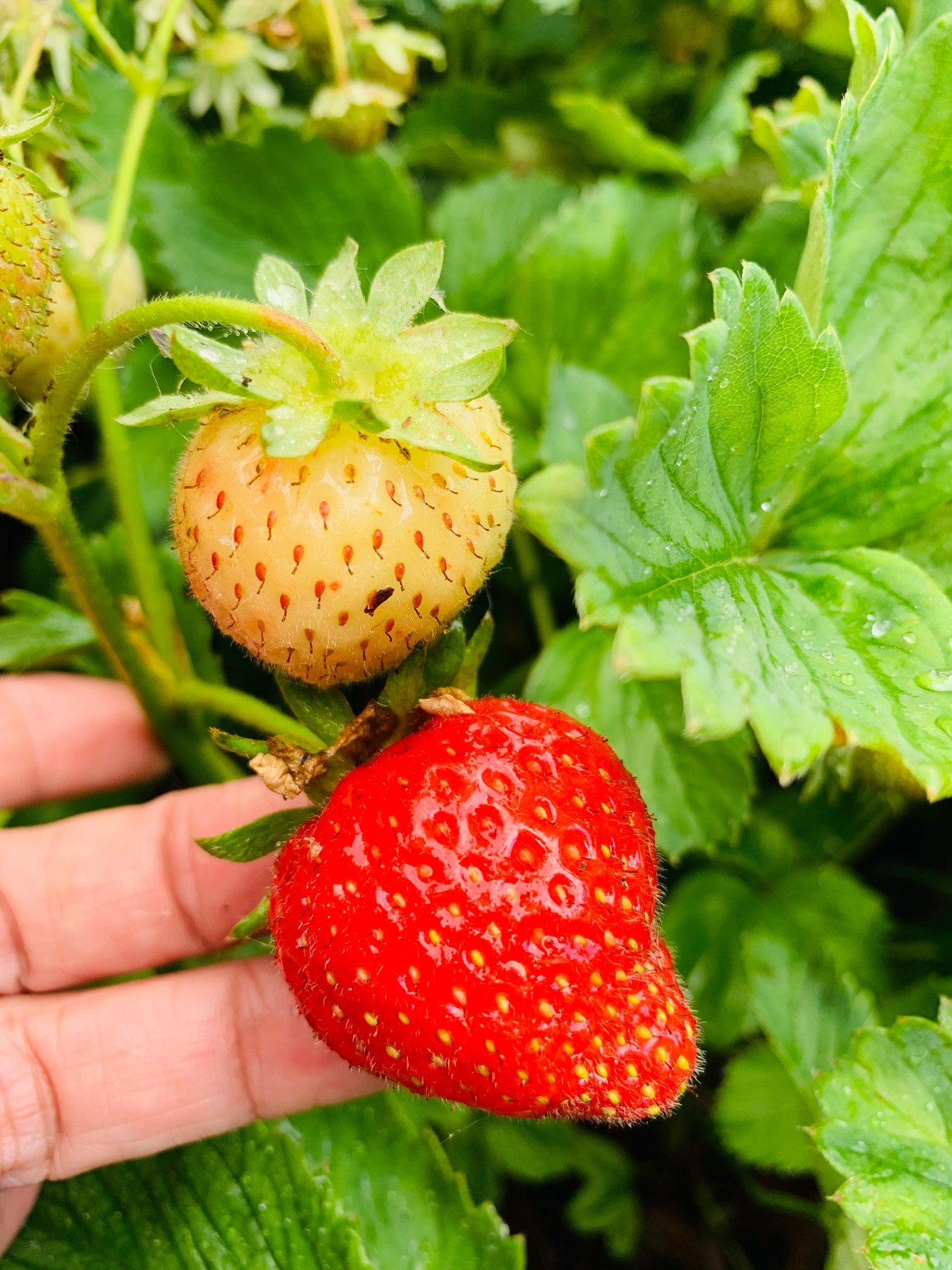 A Stroll Through the Garden: Here's how to protect your strawberry